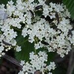 Viburnum recognitum Flower