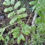 Lygodium microphyllum 葉