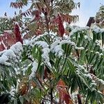 Rhus typhina Blatt