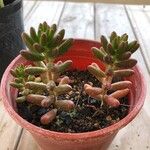 Sedum × rubrotinctum Blad