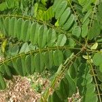 Guilandina bonduc Leaf