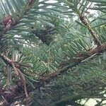 Abies homolepis Altres