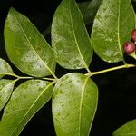 Picrasma excelsa Leaf