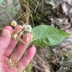 Solanum dulcamara Flors