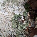 Betula pubescens 樹皮