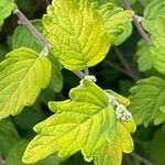 Caryopteris × clandonensis Yaprak