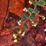 Euphorbia hyssopifolia Blüte