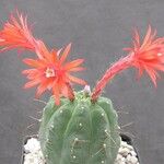 Matucana madisoniorum 整株植物