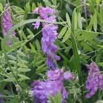 Vicia craccaFlower