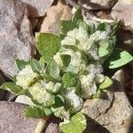 Guilleminea densa Blüte