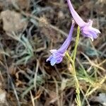 Delphinium gracile Floare