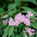 Spiraea japonicaOther