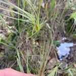 Taeniatherum caput-medusae Fula