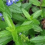 Veronica austriaca Leaf