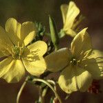 Oenothera rubricaulis Flor