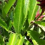 Alpinia purpurata Blatt