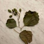 Alnus glutinosa Folio