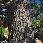 Pinus banksiana Casca