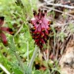 Platycapnos spicata Flor