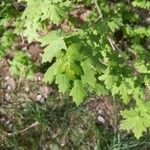 Acer grandidentatum Hoja