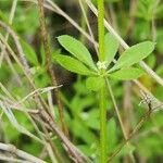 Galium tricornutum Hoja