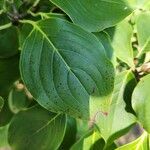 Cornus kousaLeaf