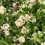 Trifolium nigrescens Λουλούδι
