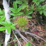 Acaena ovalifolia Fruit