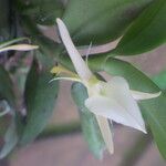 Angraecum angustipetalum Blüte