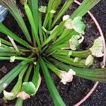 Sarracenia leucophylla Hábito