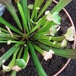 Sarracenia leucophylla 整株植物