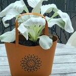 Senecio candidans Hostoa