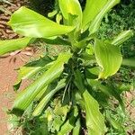 Dracaena fragrans Liść