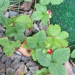 Potentilla indica ᱛᱟᱦᱮᱸ