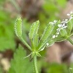 Chaerophyllum nodosum Ffrwyth