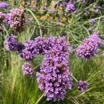 Verbena brasiliensisFlors