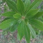 Myrica californica Blatt