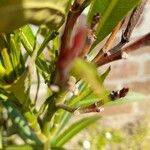 Nerium oleander Bark