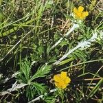 Potentilla argentea Staniste