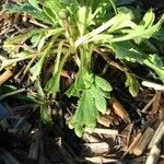 Papaver alpinum Frunză