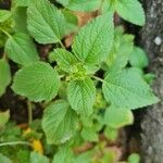 Acalypha aristata Hoja