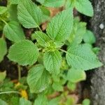 Acalypha alopecuroidea Blatt