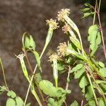 Porophyllum punctatum Flower