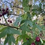 Crataegus rhipidophylla Levél