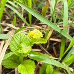 Waltheria communisফুল