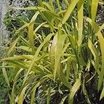 Milium effusum ശീലം