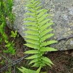 Dryopteris oreades पत्ता