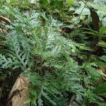 Selaginella versicolor Blatt