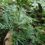 Selaginella versicolor