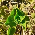 Coleus amboinicus Hoja